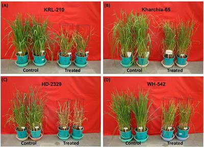 Physiological, Biochemical, Epigenetic and Molecular Analyses of Wheat (Triticum aestivum) Genotypes with Contrasting Salt Tolerance